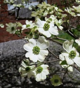 Dogwood blossoms