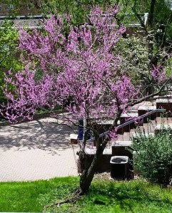 Redbud tree (2)