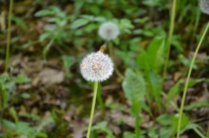 Dandelion