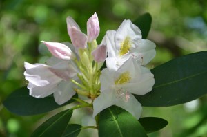Rhododendron